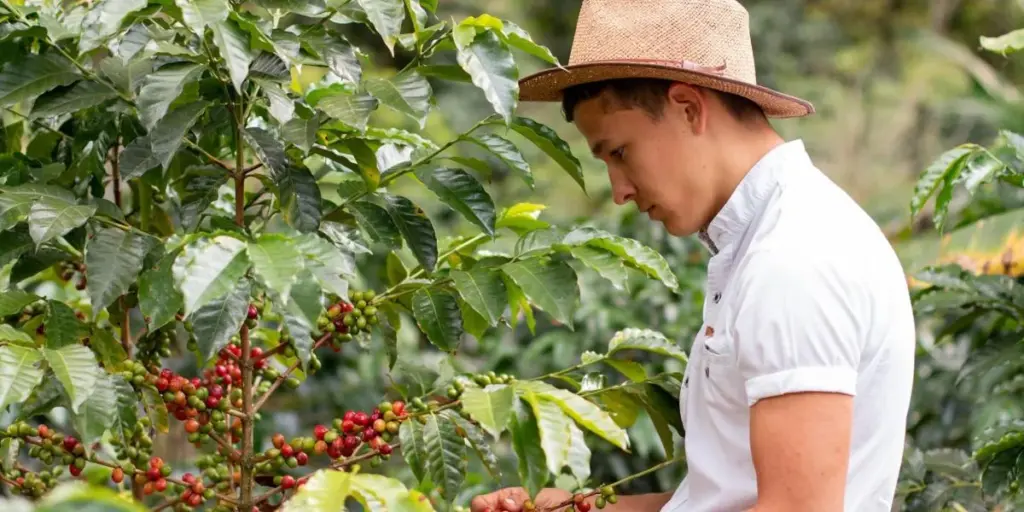 Caficultores en Colombia