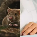 Venezuela confirma tres fallecimientos por brote de hantavirus: 'Diagnóstico confirmado'
