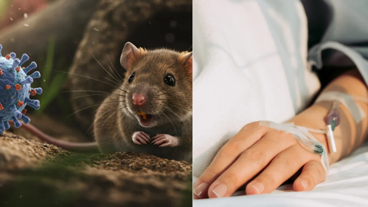 Venezuela confirma tres fallecimientos por brote de hantavirus: 'Diagnóstico confirmado'