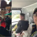 Comandante de Bomberos lucha por su vida tras brutal golpiza por reclamar a hombre que recogiera heces de su perro en Tunja: sufrió fractura de cráneo