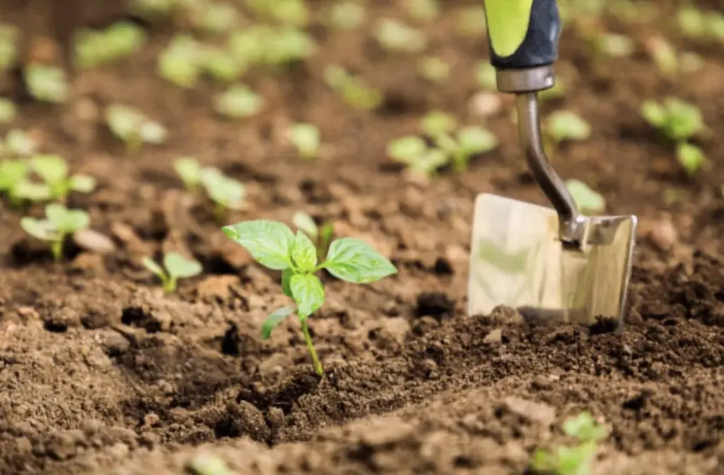La producción agrícola sigue un ciclo anual bien definido