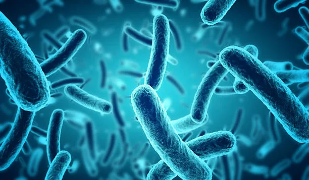 bacteria.