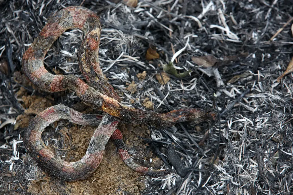 La contaminación, deforestación, invasiones de terrenos, quemas de basuras, captación ilegal de los afluentes y falta de conciencia de las personas ha hecho que el fenómeno del niño en Cali, el Valle del Cauca y Colombia, sea más intenso, lo que ha provocado sequías y que cientos de hectáreas con flora y fauna sean consumidas por las llamas, los cultivos y los animales mueran por deshidratación o falta del líquido y que las quebradas o ríos, donde las familias acuden para refrescarse, tengan que ser cambiadas por piscinas o fuentes artificiales para calmar las altas temperaturas, que cada día rompen records históricos. Según las autoridades ambientales la ola de calor llegará hasta el mes de mayo, donde las fuertes lluvias e inundaciones serán las protagonistas y todos debemos estar preparados.