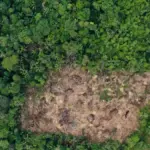 Breaking news: nearly 9,000 hectares were deforested in just three Amazon national parks during 2025, the size of 12,000 soccer fields