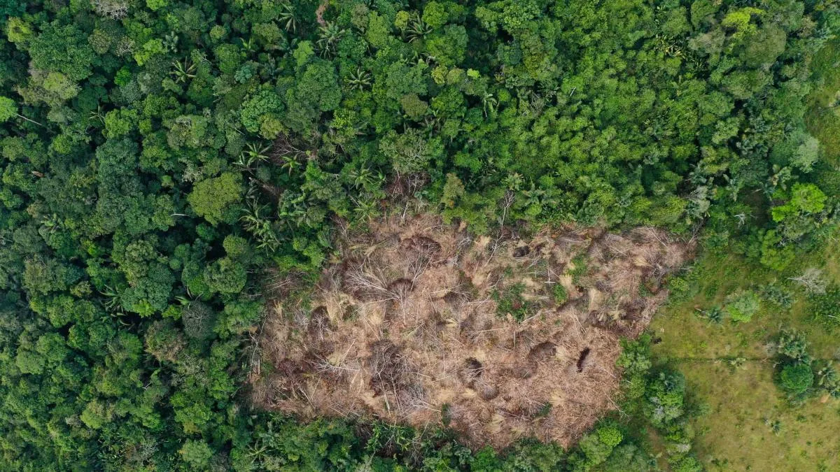 Breaking news: nearly 9,000 hectares were deforested in just three Amazon national parks during 2025, the size of 12,000 soccer fields