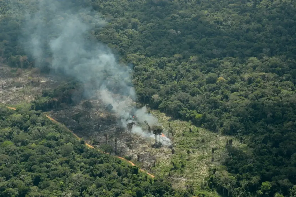 Deforestation