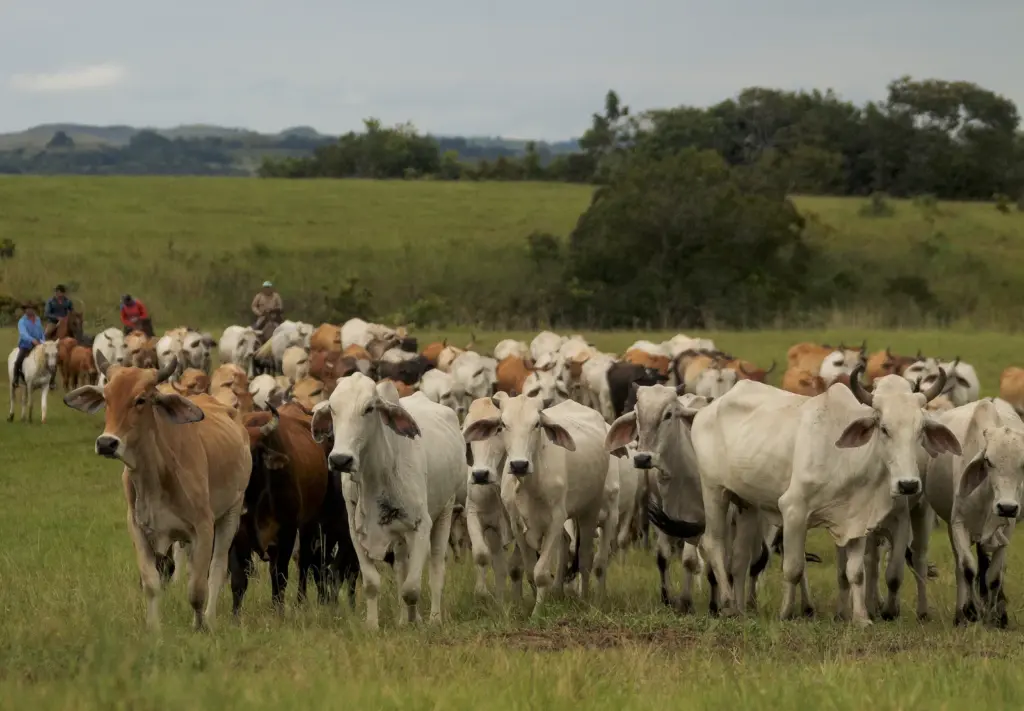 Cattle ranching