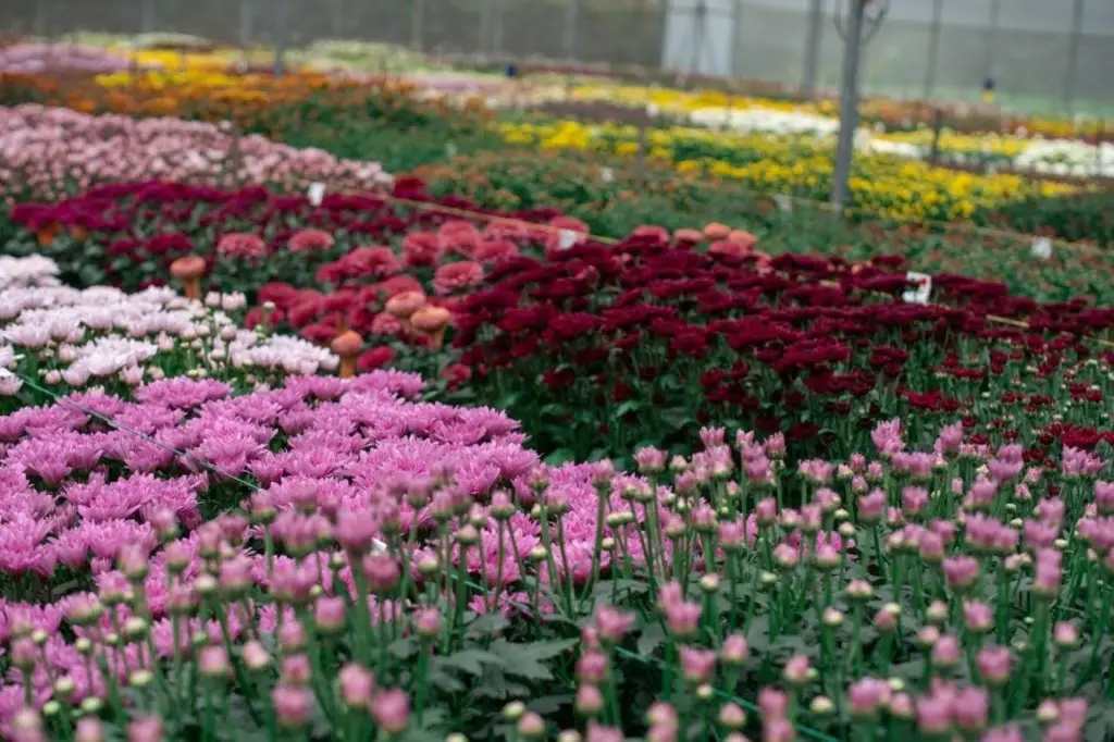 Flores colombianas
