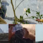 The invisible victims of the fires: yaguarundis, ocelots, opossums, armadillos, deer, birds, and reptiles fight to survive the flames